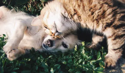 Essential pet care?>