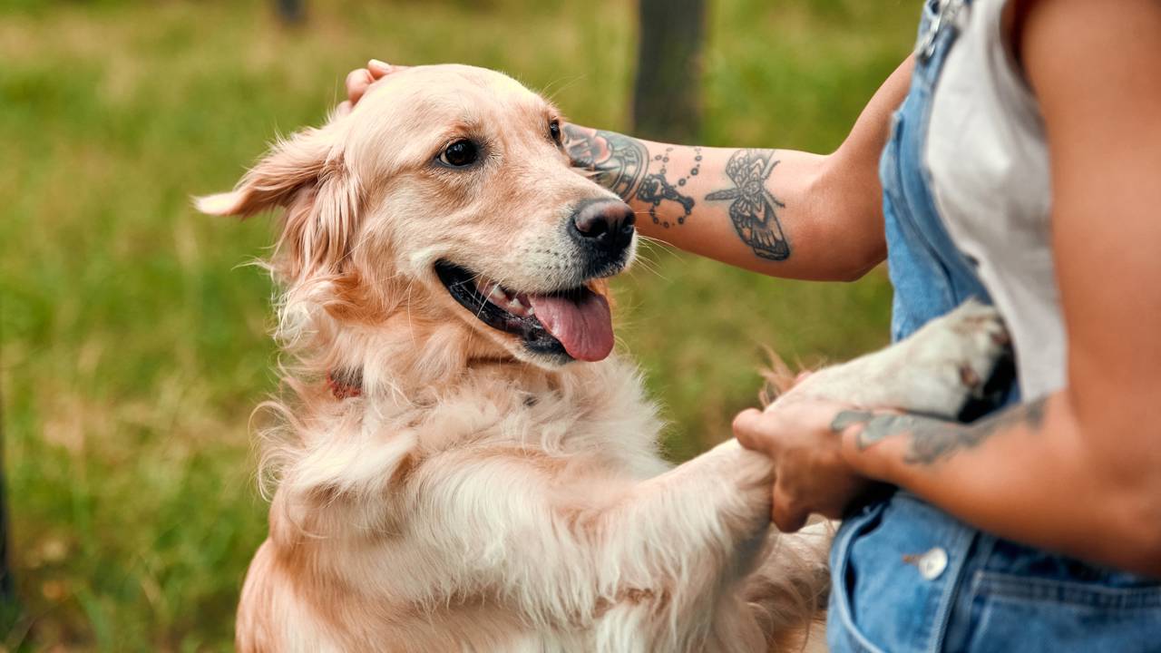 Nutritious food for pets?>
